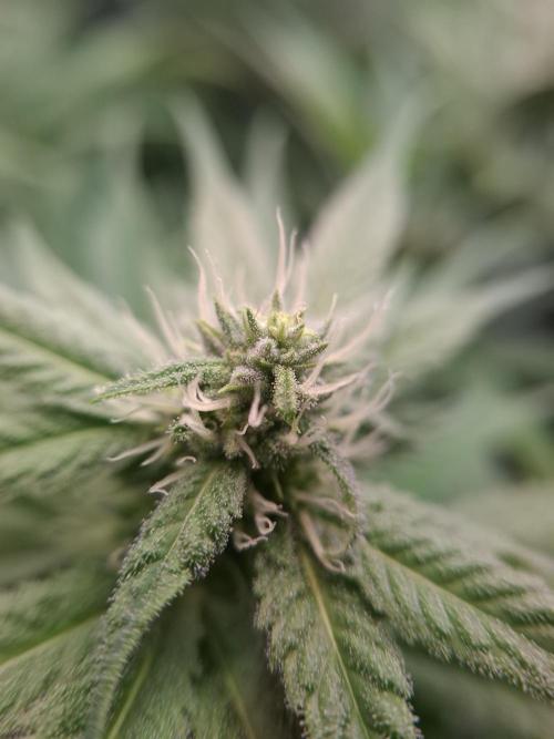 Mini-Pheno-Hunt - Urban Seedlab. Week 8 - Gorillato x Banana Butter Cups macro