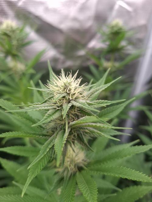Mini-Pheno-Hunt - Urban Seedlab. Week 8 - Permanent Chimera #35 x White Truffle 
