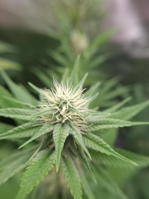 Mini-Pheno-Hunt - Urban Seedlab. Week 8 - Permanent Chimera #35 x White Truffle macro