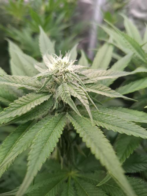 Mini-Pheno-Hunt - Urban Seedlab. Week 8 - Lab Candy #37