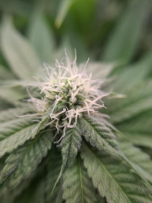 Mini-Pheno-Hunt - Urban Seedlab. Week 8 - Lab Candy #37 macro