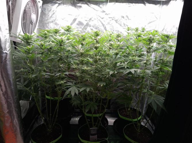 Mini-Pheno-Hunt - Urban Seedlab. Week 8 - Overview front F-Day 24 after lollipoping & selective defolation