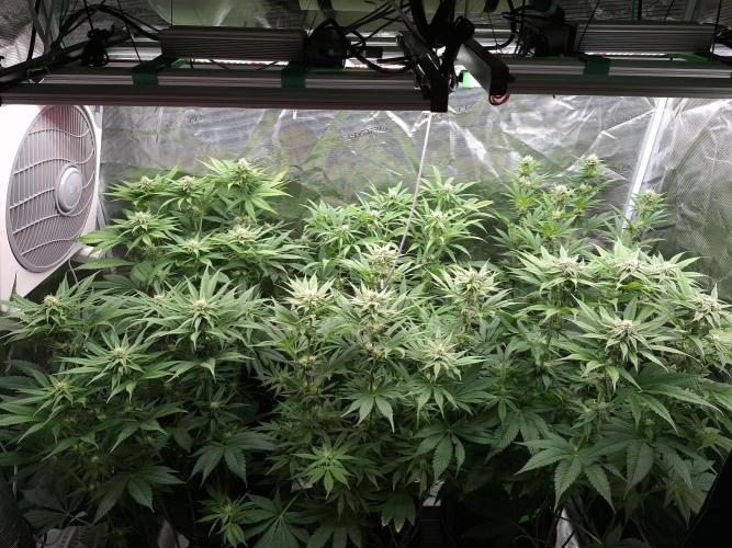 Mini-Pheno-Hunt - Urban Seedlab. Week 8 - Overview top