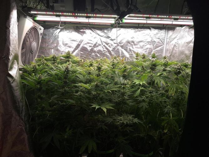 Mini-Pheno-Hunt - Urban Seedlab. Week 9 - Overview front