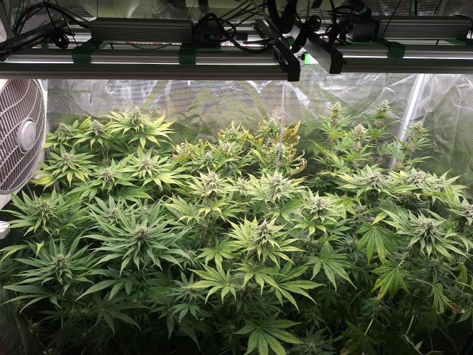 Mini-Pheno-Hunt - Urban Seedlab. Week 9 - Overview top 