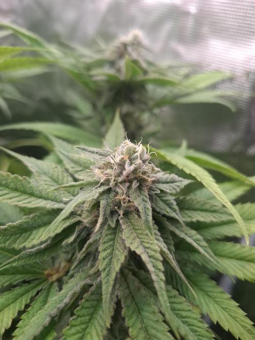 Mini-Pheno-Hunt - Urban Seedlab. Week 9 - Lab Candy #37