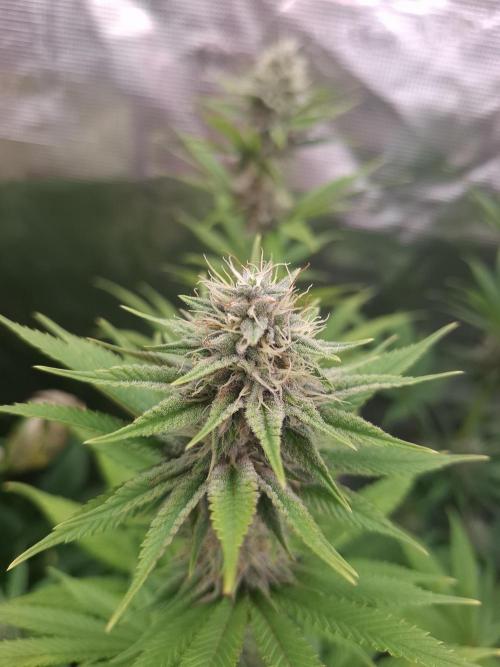 Mini-Pheno-Hunt - Urban Seedlab. Week 9 - Permanent Chimera #35 x White Truffle 