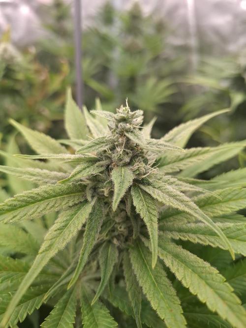Mini-Pheno-Hunt - Urban Seedlab. Week 9 - Gorillato x Banana Butter Cups - named K40 by breeder now