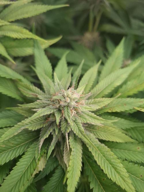 Mini-Pheno-Hunt - Urban Seedlab. Week 9 - Diamond Marker 2