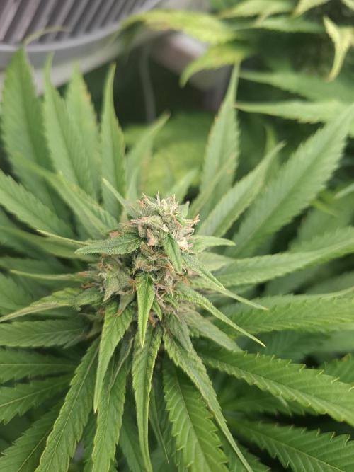 Mini-Pheno-Hunt - Urban Seedlab. Week 9 - Diamond Marker 1