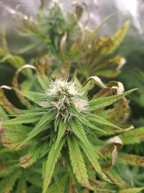 Mini-Pheno-Hunt - Urban Seedlab. Week 9 - Urban 11 😢