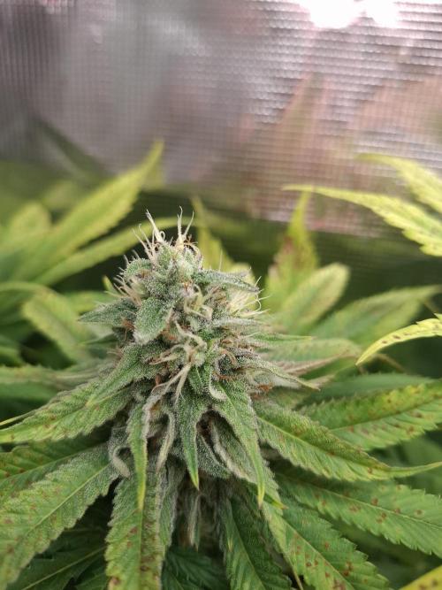 Mini-Pheno-Hunt - Urban Seedlab. Week 10 - Diamond Marker 2