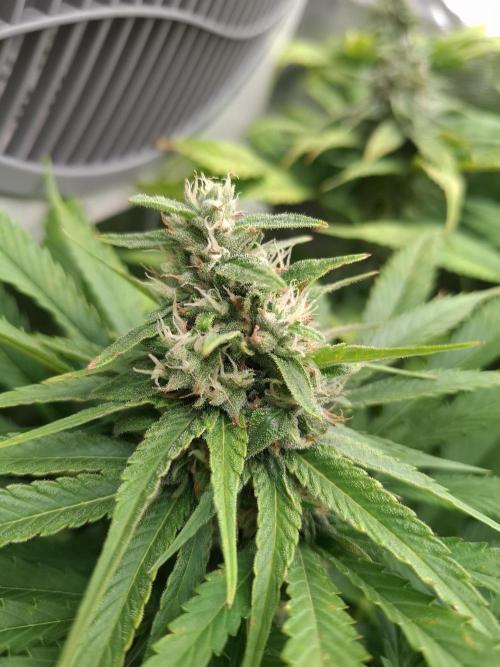 Mini-Pheno-Hunt - Urban Seedlab. Week 10 - Diamond Marker 1