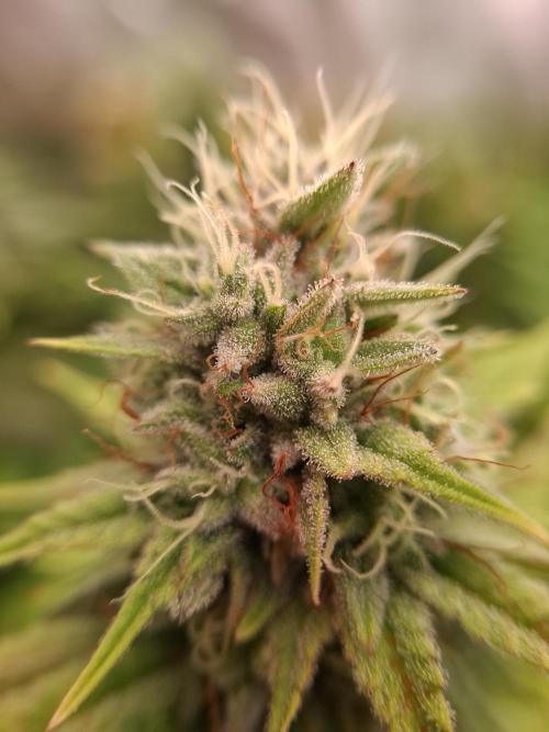 Mini-Pheno-Hunt - Urban Seedlab. Week 10 - Permanent Chimera #35 x White Truffle 