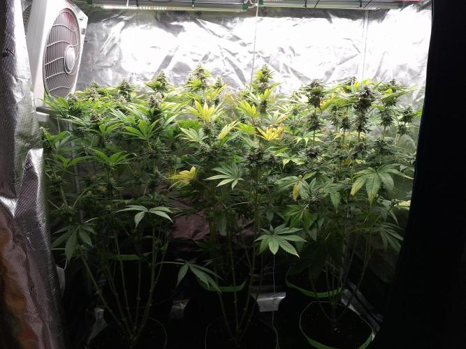Mini-Pheno-Hunt - Urban Seedlab. Week 10 - Overview front