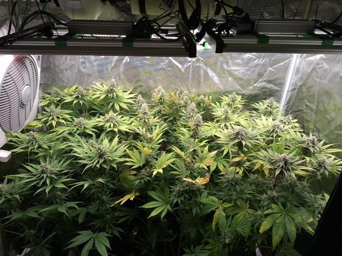 Mini-Pheno-Hunt - Urban Seedlab. Week 10 - Overview top