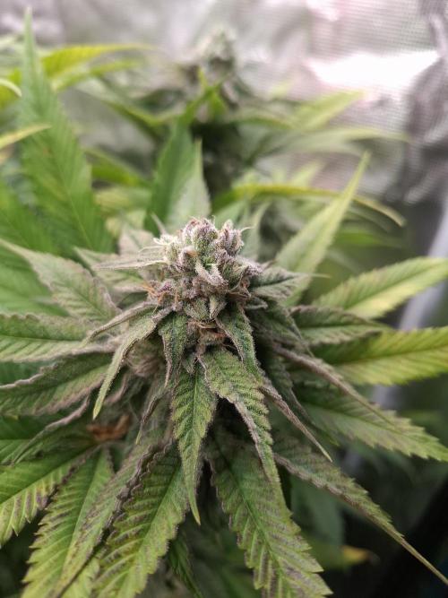 Mini-Pheno-Hunt - Urban Seedlab. Week 10 - Lab Candy #37 