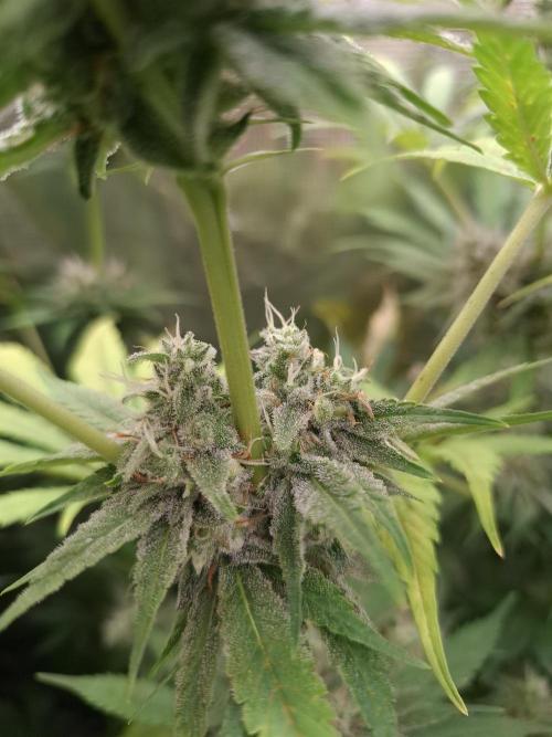 Mini-Pheno-Hunt - Urban Seedlab. Week 10