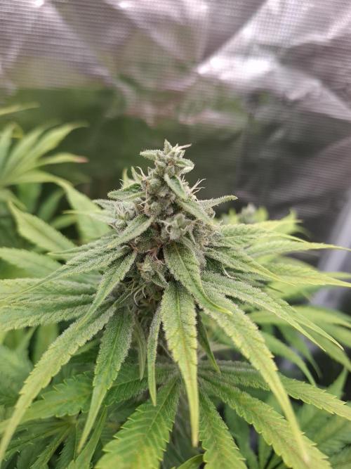 Mini-Pheno-Hunt - Urban Seedlab. Week 10 - Gorillato x Banana Butter Cups aka K40