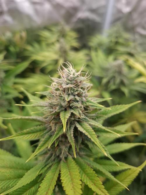 Mini-Pheno-Hunt - Urban Seedlab. Week 10 - Permanent Chimera #35 x White Truffle 