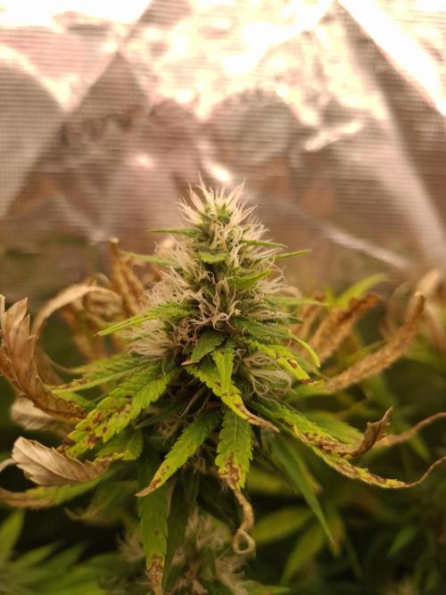 Mini-Pheno-Hunt - Urban Seedlab. Week 10 - Urbans 11