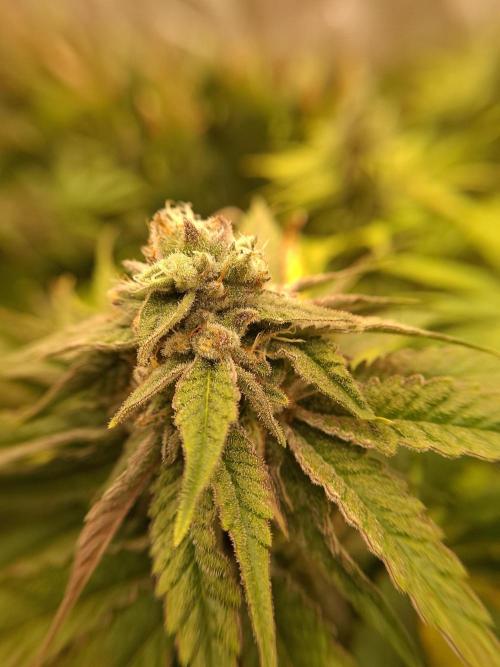Mini-Pheno-Hunt - Urban Seedlab. Week 10 - Lab Candy 37
