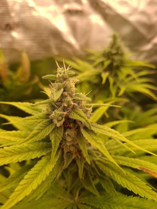 Mini-Pheno-Hunt - Urban Seedlab. Week 10 - K40