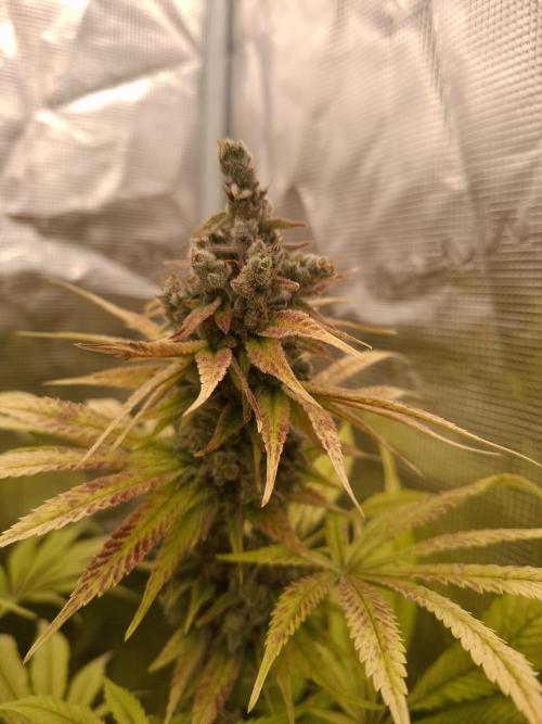 Mini-Pheno-Hunt - Urban Seedlab. Week 11 - Gorillato x BBC named K40
