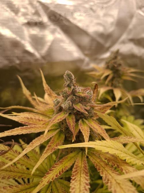 Mini-Pheno-Hunt - Urban Seedlab. Week 11 - K40
