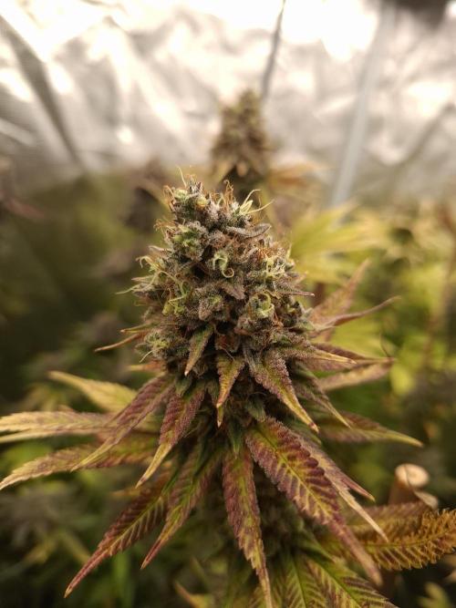 Mini-Pheno-Hunt - Urban Seedlab. Week 11 - Permanent Chimera #35 x White Truffle 