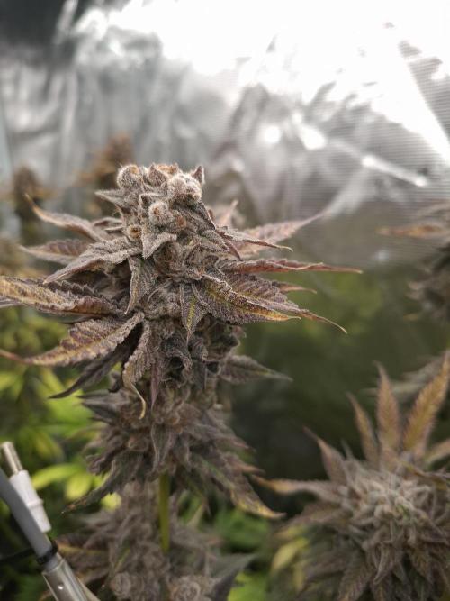 Mini-Pheno-Hunt - Urban Seedlab. Week 11 - Lab Candy #37 
