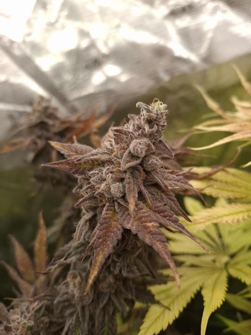 Mini-Pheno-Hunt - Urban Seedlab. Week 11 - Lab Candy #37 