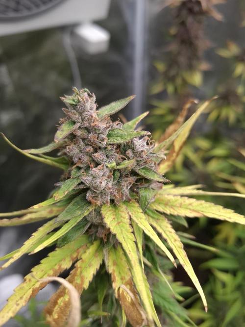 Mini-Pheno-Hunt - Urban Seedlab. Week 11 - Diamond Marker 1