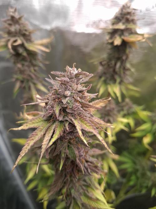 Mini-Pheno-Hunt - Urban Seedlab. Week 11 - Diamond Marker 2