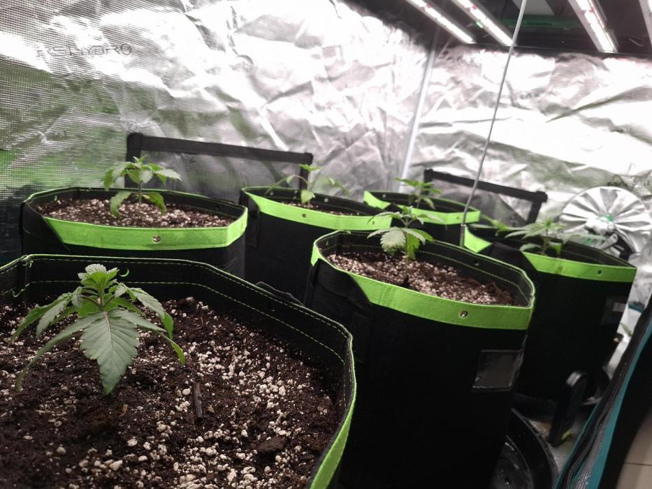 Urban Seedlab Multistrain Run Vol.2. Week 3