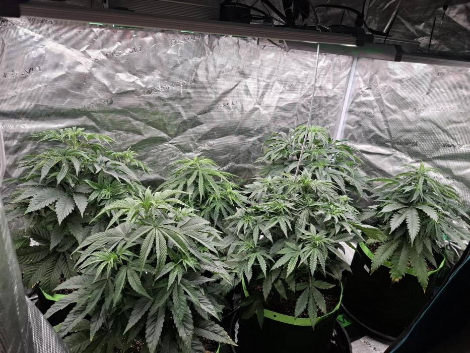 Urban Seedlab Multistrain Run Vol.2. Week 4