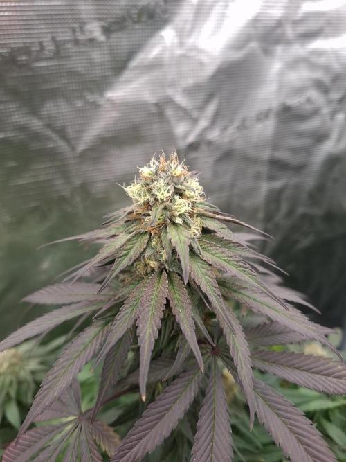 Urban Seedlab Multistrain Run Vol.2. Week 5 - Nitro Payton 1
