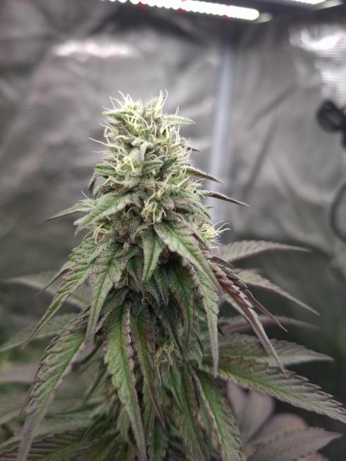 Urban Seedlab Multistrain Run Vol.2. Week 5 - Nitro Payton 2