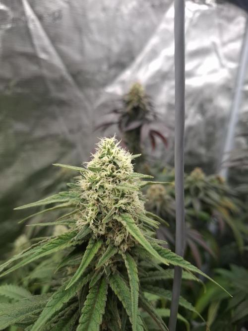 Urban Seedlab Multistrain Run Vol.2. Week 5 - Toxilla 2
