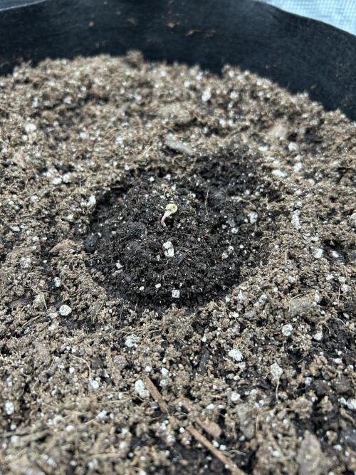 Coco Loco Fast Buds 1stgrow. Week 0 - everything about the way i germinated my seeds was dumb. next will be better