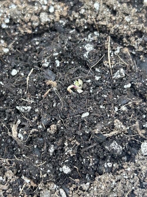 Coco Loco Fast Buds 1stgrow. Week 0 - suffocated seedlings. compact medium, overwatered, correcting high ph precharge