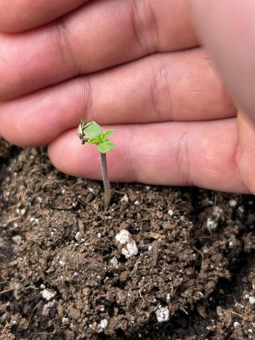 Coco Loco Fast Buds 1stgrow. Week 0 - banana purple punch sprouted decent 