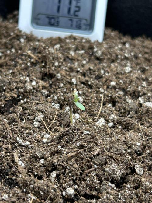 Coco Loco Fast Buds 1stgrow. Week 0 - crushed seedling makes a break through 