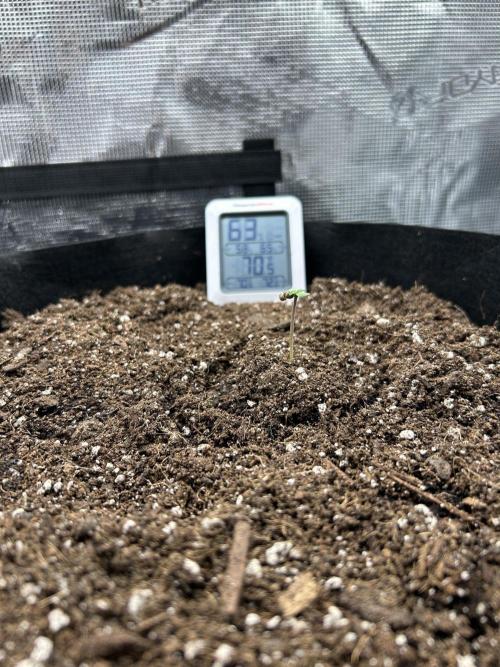 Coco Loco Fast Buds 1stgrow. Week 0 - banana purple punch auto rf3