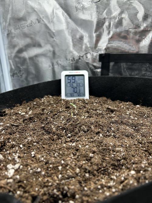 Coco Loco Fast Buds 1stgrow. Week 0 - tropicana cookies straightening out in a couple hours