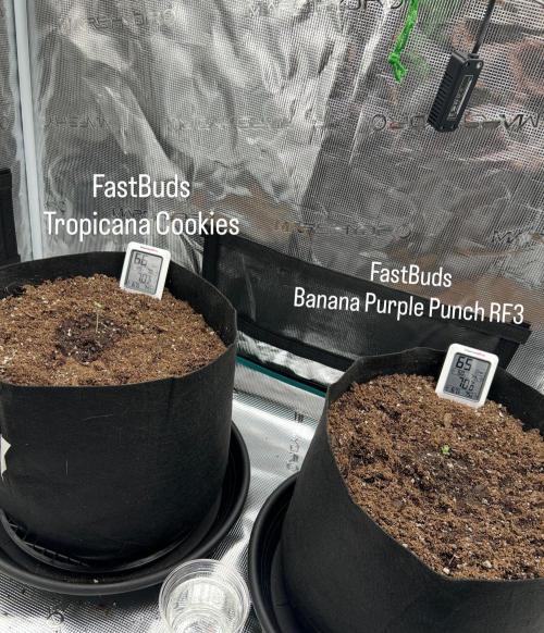 Coco Loco Fast Buds 1stgrow. Week 0 - clear label for each plants location in tent 