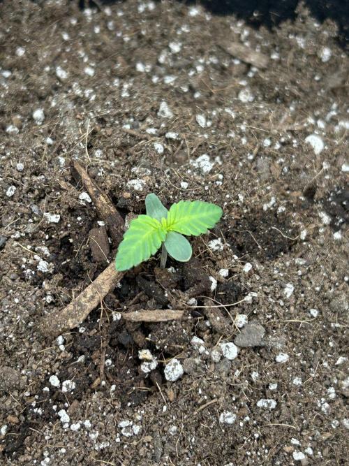 Coco Loco Fast Buds 1stgrow. Week 0 - tropicana cookies starts with some cool leaves day 6