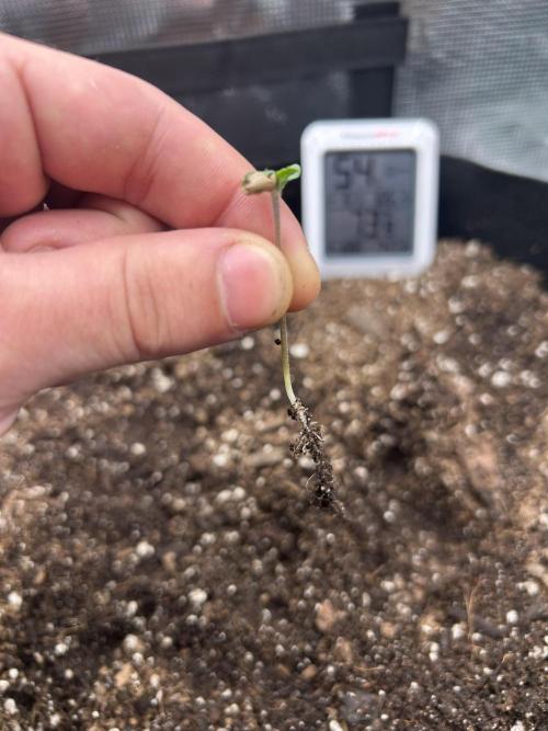 Coco Loco Fast Buds 1stgrow. Week 0 - i let the cat get to the RF3. huge learning experience lol. ending day 2