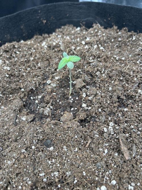 Coco Loco Fast Buds 1stgrow. Week 0 - shot of tropicana cookies. not enough experience to tell if this was stretching