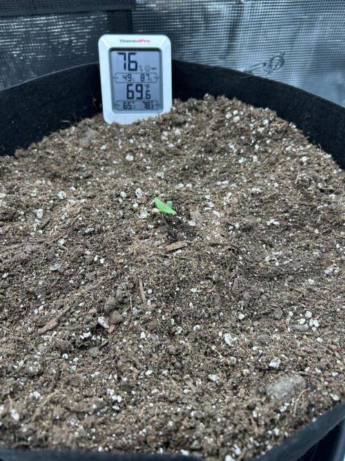 Coco Loco Fast Buds 1stgrow. Week 0 - RF3 recovering and growing some true leaves. Day 4